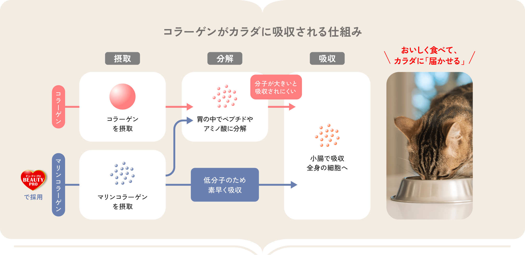コラーゲンがカラダに吸収される仕組み