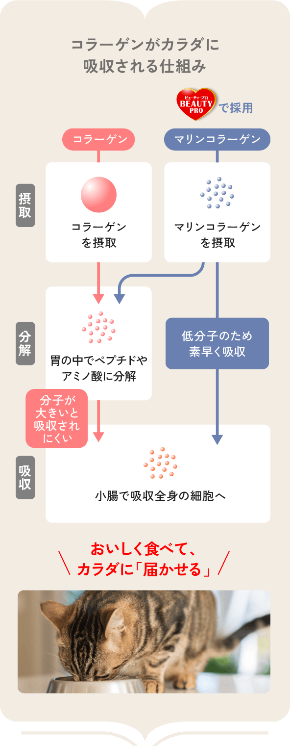 コラーゲンがカラダに吸収される仕組み