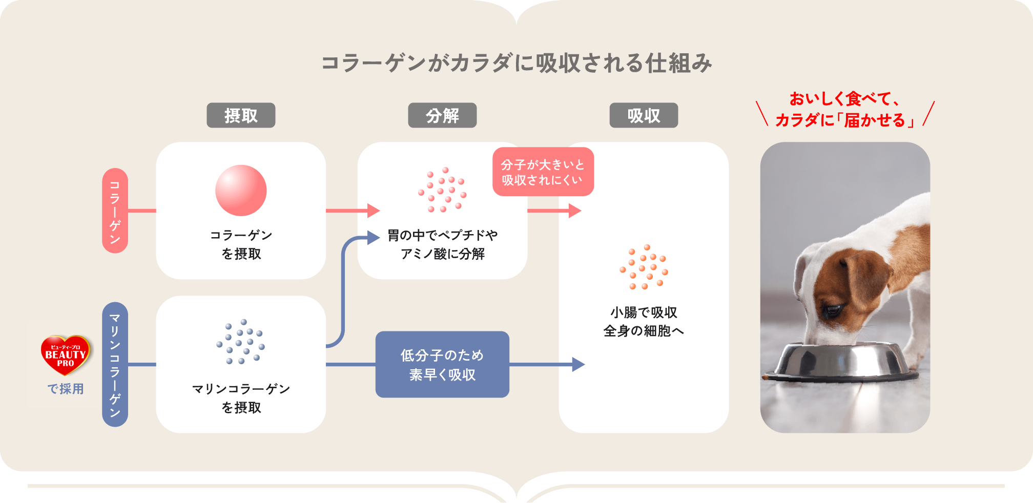 コラーゲンがカラダに吸収される仕組み