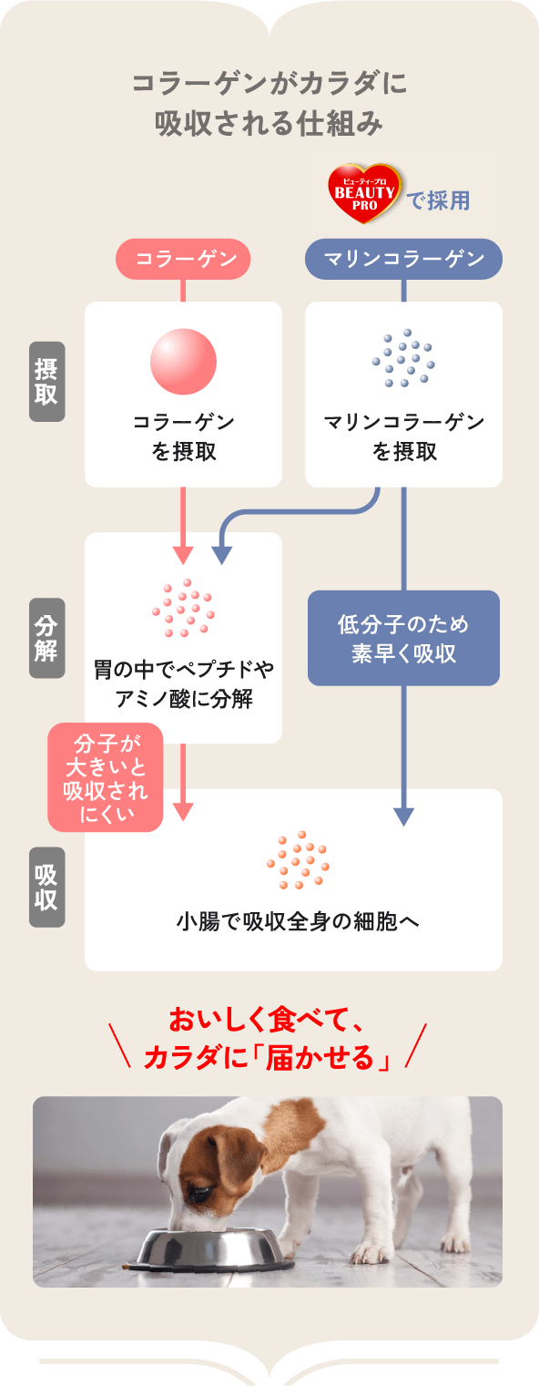 コラーゲンがカラダに吸収される仕組み