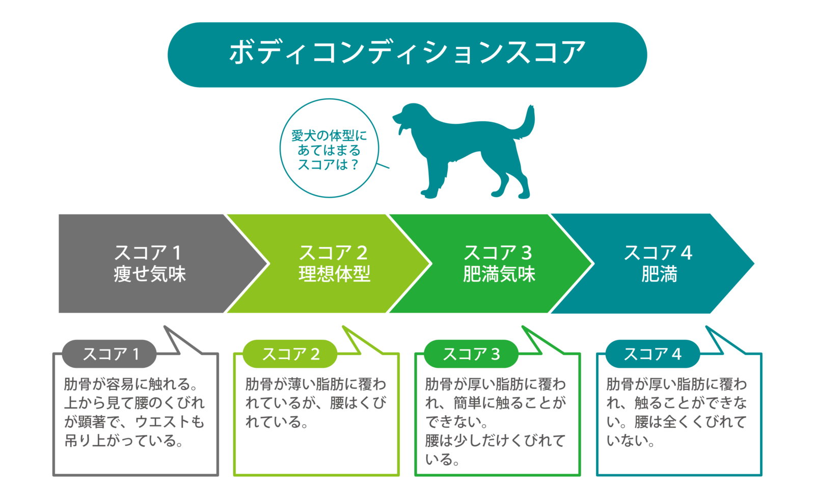 犬の体型