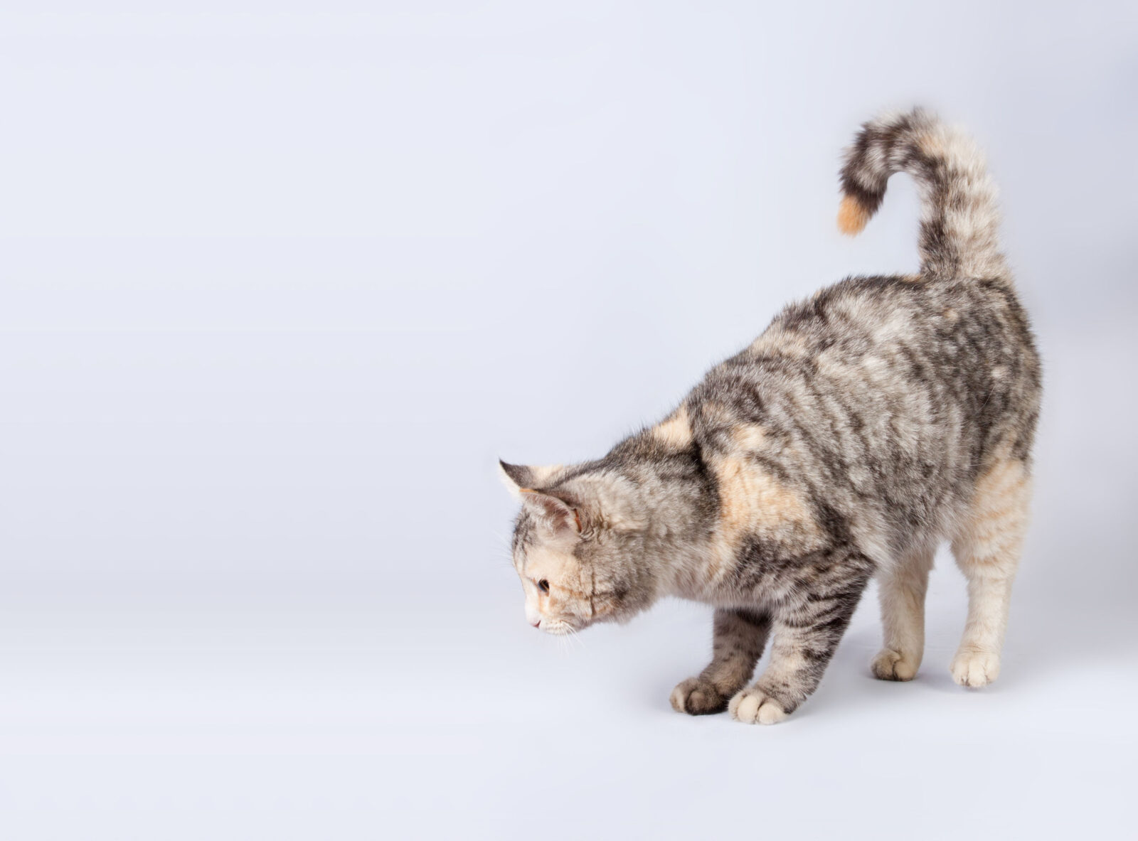 猫の吐き戻し