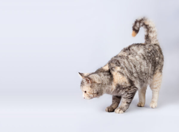 猫の吐き戻し