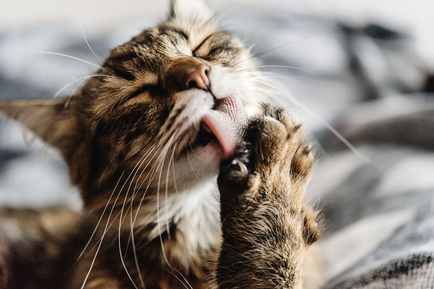 猫の毛づくろい