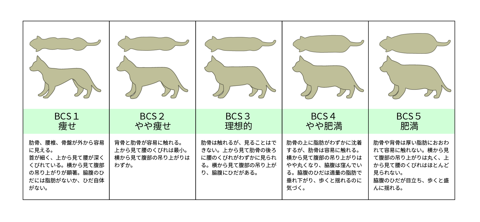 ボディコンディションスコア(BCS)