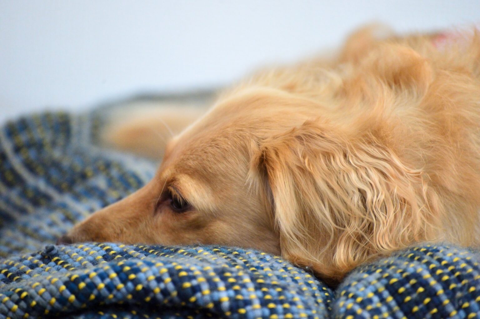 犬が吐くのはなぜ?吐いたあとの危険なサインや対処法を解説|ビューティージャーナル|ビューティープロ