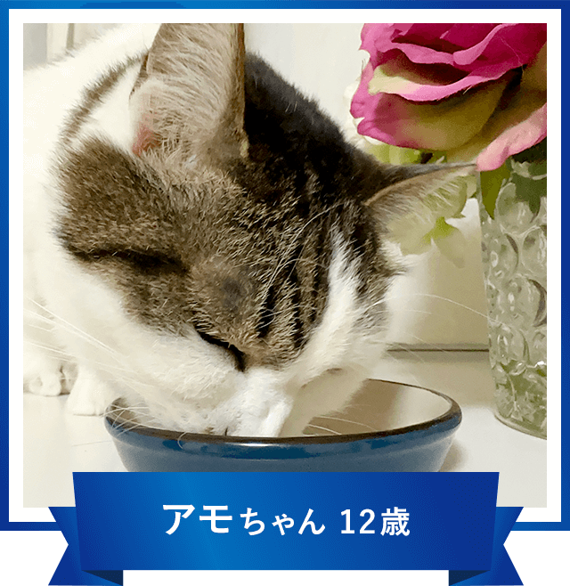 アモちゃん 12歳