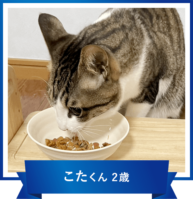 こたくん 2歳