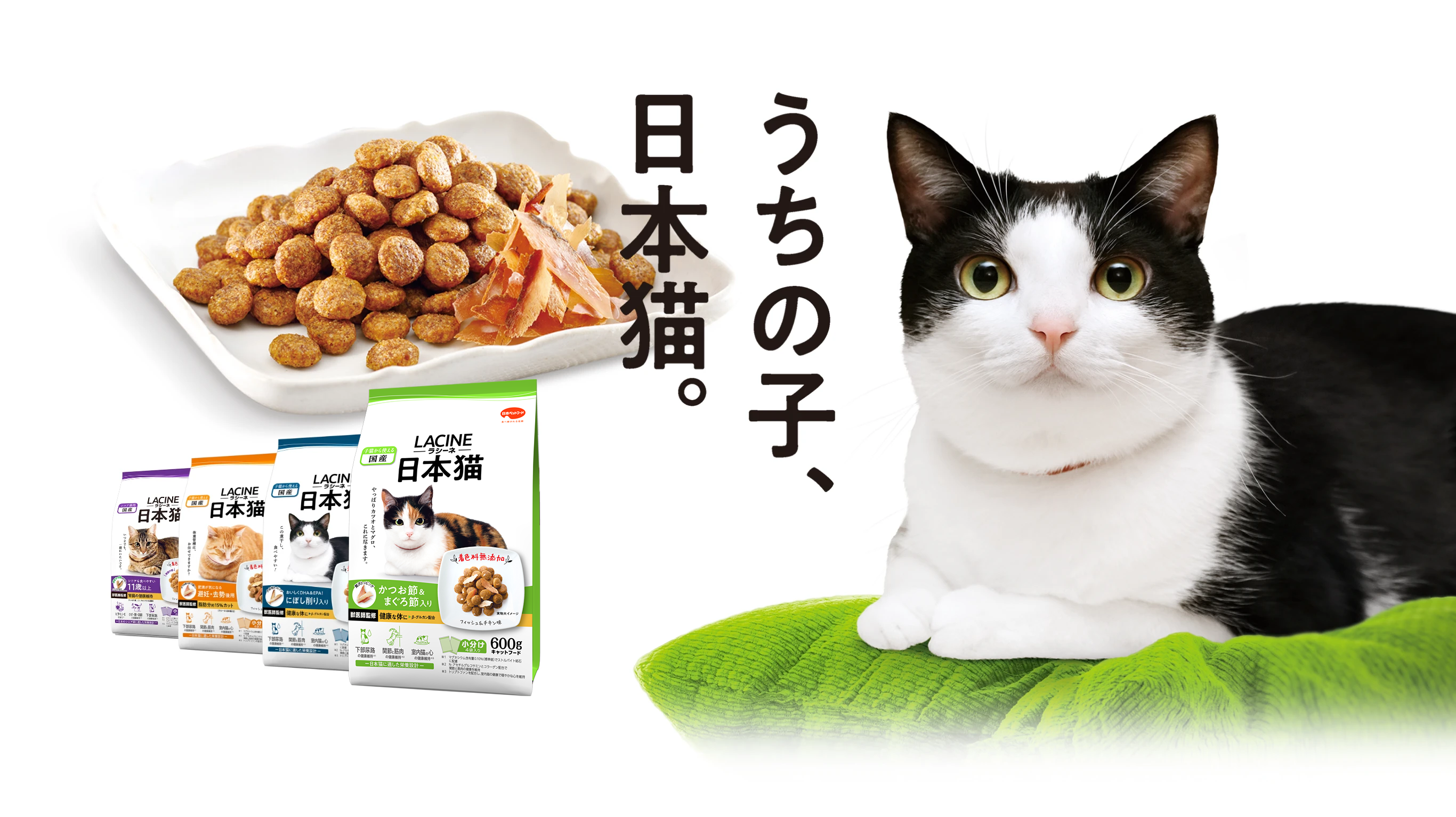 うちの子、 日本猫。