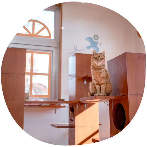 ひだまりにゃんテラス