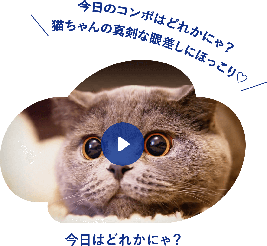 「今日はどれかにゃ？」今日のコンボはどれかにゃ？猫ちゃんの真剣な眼差しにほっこり