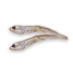 国産小魚