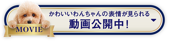 キャンペーン情報