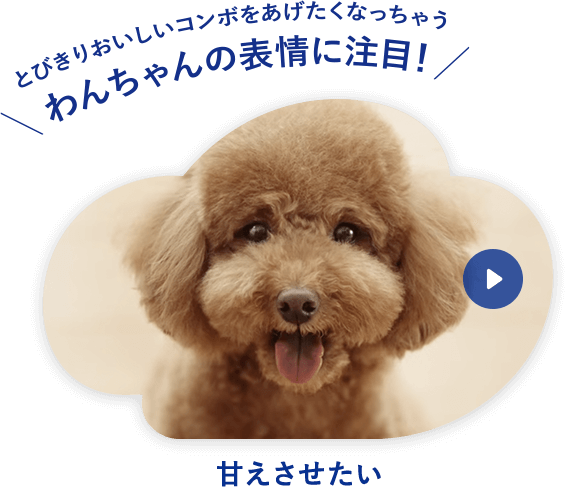 [甘えさせたい]とびきりおいしいコンボをあげたくなっちゃうわんちゃんの表情に注目！
