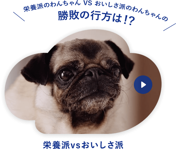 [栄養はVSおいしさ派]栄養派のわんちゃんVSおいしさ派のワンちゃんの勝敗の行方は！？